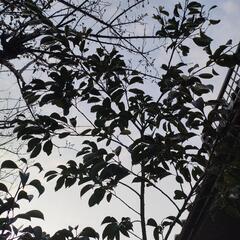 クロガネモチ　苗木