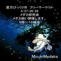 直方市びっくり市フリーマーケット　メダカ救い　メダカ展示即売会　...