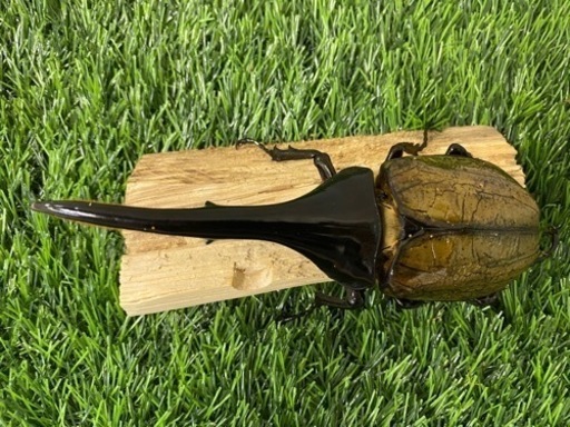 ヘラクレスオオカブト　オス単品 (B-1) ヘラクレスオオカブト オス単品 (B-1)