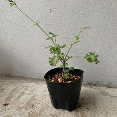 【植物・ハーブ】　アップルゼラニウム　苗