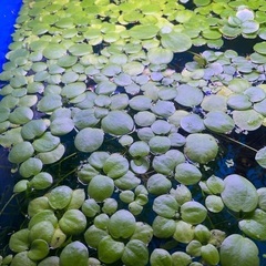 メダカ卵着き水草を貰って下さい 変異メダカ改良研究所 尾張星の宮の家庭用品 ガーデニング の中古あげます 譲ります ジモティーで不用品の処分