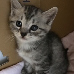 💕1ヶ月になる子猫💕 - 桶川市