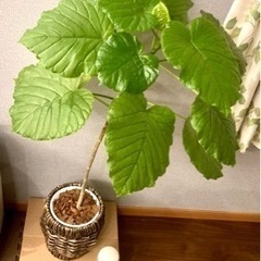 広島県東広島市 観葉植物 ウンベラータ 鉢込み 高さ 110cm 