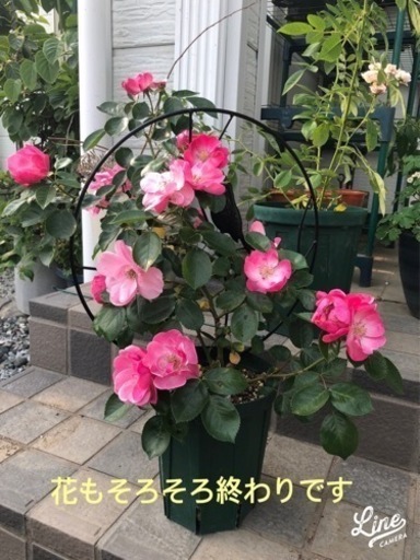 お買いあげありがとうございました つるバラアンジェラスリット鉢植えトレリス付き Torasiro 羽生のその他の中古あげます 譲ります ジモティーで不用品の処分 お買いあげありがとうございました つるバラアンジェラスリット鉢植えトレリス付き Torasiro 羽生のその他の中古あげます 譲ります ジモティーで不用品の処分