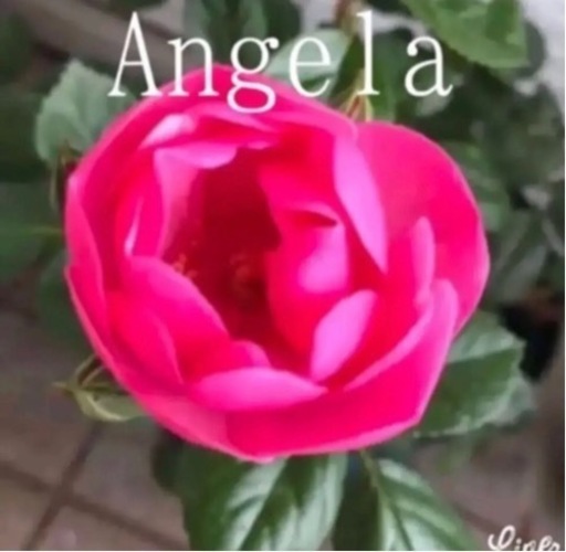 お買いあげありがとうございました つるバラアンジェラスリット鉢植えトレリス付き Torasiro 羽生のその他の中古あげます 譲ります ジモティーで不用品の処分 お買いあげありがとうございました つるバラアンジェラスリット鉢植えトレリス付き Torasiro 羽生のその他の中古あげます 譲ります ジモティーで不用品の処分