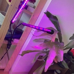 植物用LEDライト　観葉植物育成に