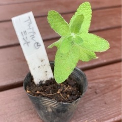 【SALE】アップルミント 植物苗 ミント 根付き 大人気