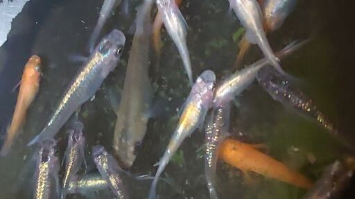 ブラックアロワナ 体調約55㌢ 熱帯魚 メダカ 錦鯉 まとめ売り4万円