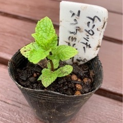 【SALE】 ケンタッキーカーネルミント 植物苗 ミント 希少 ...