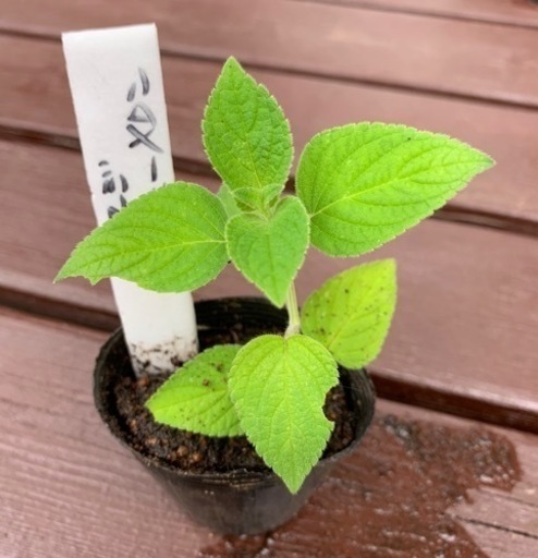 Sale セージ ハニーメロン 植物苗 ミント ハーブ 希少 根付き 人気 みんみん 三ツ境の生活雑貨の中古あげます 譲ります ジモティーで不用品の処分