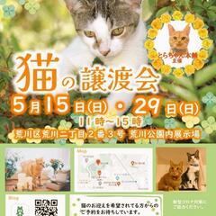 子猫沢山！譲渡会！