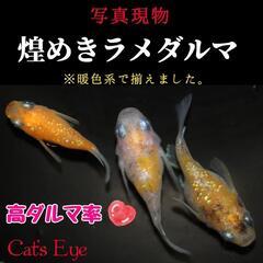 【ご売約済み🐈🌹】【Cat’s Eye】写真現物  煌めきラメダ...