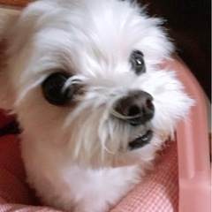 マルチーズ メンバー募集 ジモティー