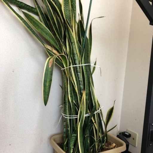 サンスベリア観葉植物大きいマイナスイオン Mi Mix 新田の家具の中古あげます 譲ります ジモティーで不用品の処分