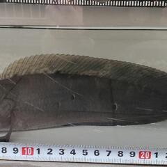 熱帯魚 スネークヘッド チャンナマルリオイデス