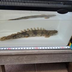 熱帯魚 ポリプテルス エンドリケリー(ブリード)