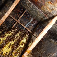 日本ミツバチ　今年入居１群