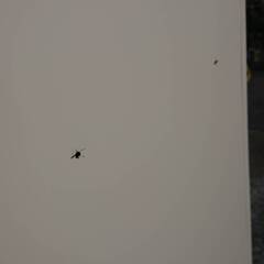 良品 生興製 IC錠式 20人用 貴重品 小物入れ ロッカー KLKW-20-C 別注マスターキー付