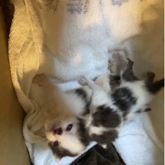 生後１ヶ月程の白黒猫ちゃん 女の子2人
