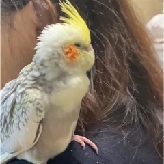 【オカメインコが迷子になりました😭】