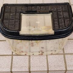 レッドラムズホーン🐌巻き貝🐚飼育容器☺️ − 熊本県