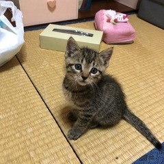 里親募集中