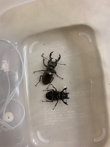 カブトムシ クワガタについて教えてください たま 仙台の教えての助け合い ジモティー