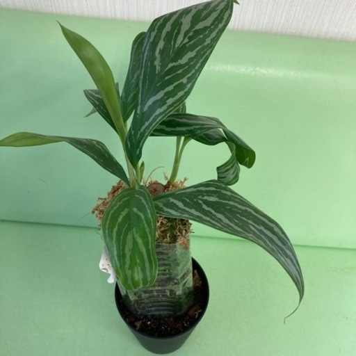 アグラオネマカーティシー アグラオネマ カーティシー 4号 | Green Shop MITSUBACHI