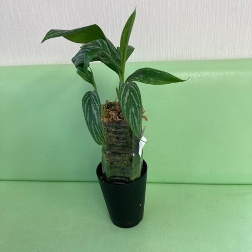 アグラオネマ カーティシー