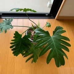 観葉植物　モンステラ　