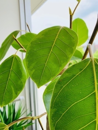 Ficus Altissima 幹太　フィカス　アルテシマ　大型観葉植物