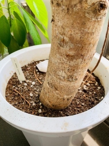 Ficus Altissima 幹太 フィカス アルテシマ 大型観葉植物 | monsterdog