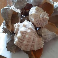 アカニシガイ　貝殻　