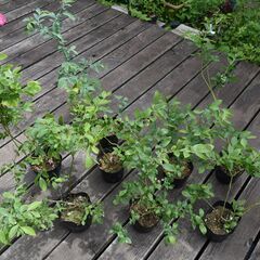 ブルーベリーの苗　７品種８鉢
