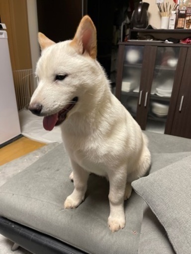 里親募集 川瀬佐紀子 苫小牧のその他の里親募集 ジモティー