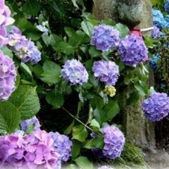 ”きのこ”で美活＆紫陽花散歩🐾の画像