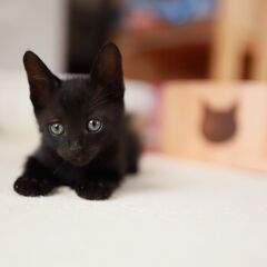 黒子猫（男の子）　1ヶ月半
