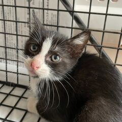 子猫1.5ヵ月白黒