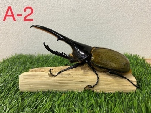 ヘラクレスオオカブト　オス単品 (A-2)