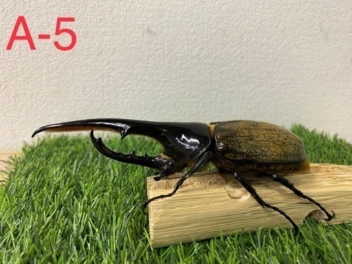 ヘラクレスオオカブト　オス単品 (A-5)
