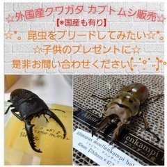 カブト虫・クワガタ虫販売