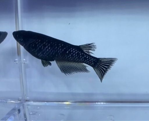 ブラックダイヤメダカ稚魚30匹 めだかshop大月 内原のその他の中古あげます 譲ります ジモティーで不用品の処分