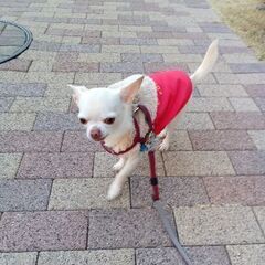 小型犬ともだち大募集♪