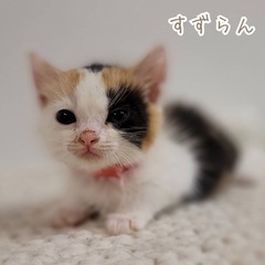 三毛のすずらんちゃん