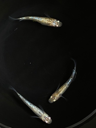 めだか（ラメ王Sサイズ）1ペア＋1匹…メダカ