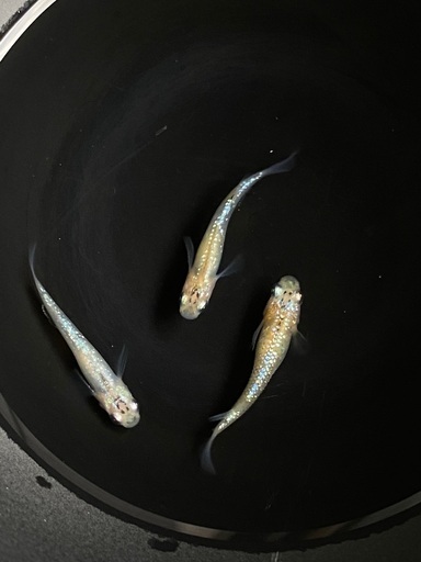 めだか（ラメ王Sサイズ）1ペア＋1匹…メダカ