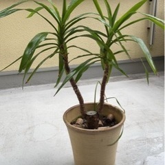 観葉植物　青年の樹②