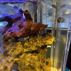 熱帯魚用水槽一式（ライブロックは含みますが、熱帯魚は含みません）