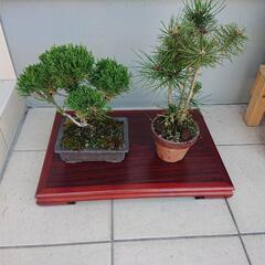 盆栽 2つセット 観葉植物 観賞用 松 シンパク クロマツ