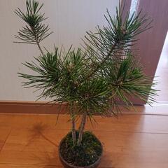 盆栽2つセット 松 観葉植物 観賞用 真柏 シンパク 黒松 クロマツ
